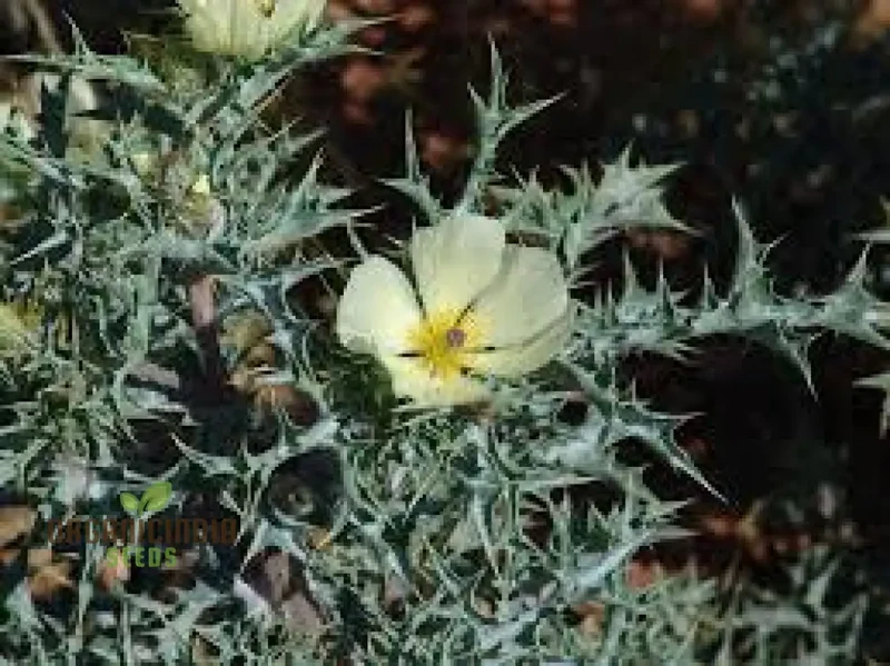 Argemone Ochroleuca Seeds – Yellow Prickly Poppy Variety for Striking Garden Displays