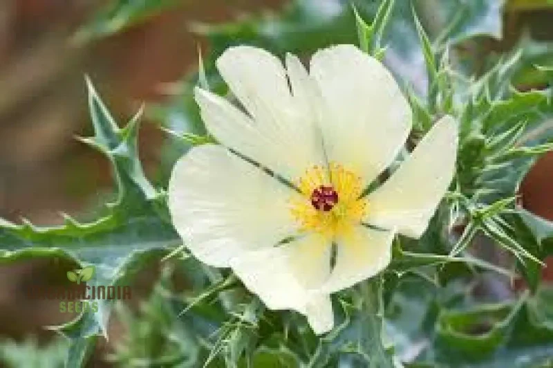 Argemone Ochroleuca Seeds – Yellow Prickly Poppy Variety for Striking Garden Displays