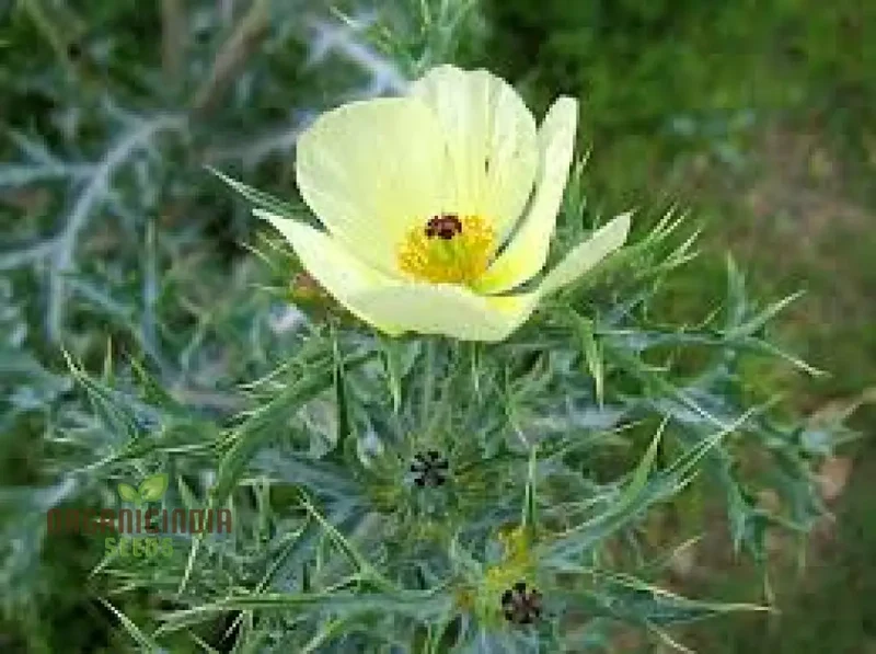 Argemone Ochroleuca Seeds – Yellow Prickly Poppy Variety for Striking Garden Displays