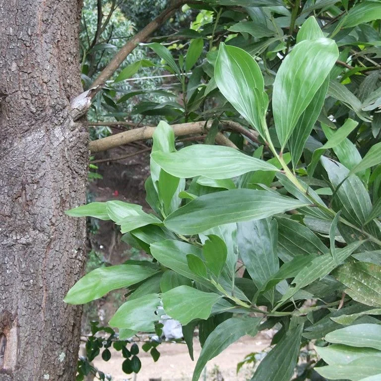 Acacia Mangium Seeds – Fast-Growing Timber Tree Variety for Sustainable Cultivation