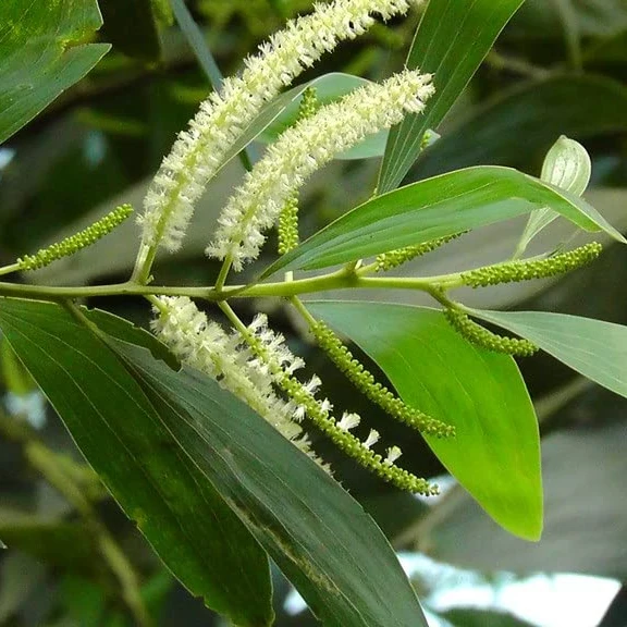 Acacia Mangium Seeds – Fast-Growing Timber Tree Variety for Sustainable Cultivation