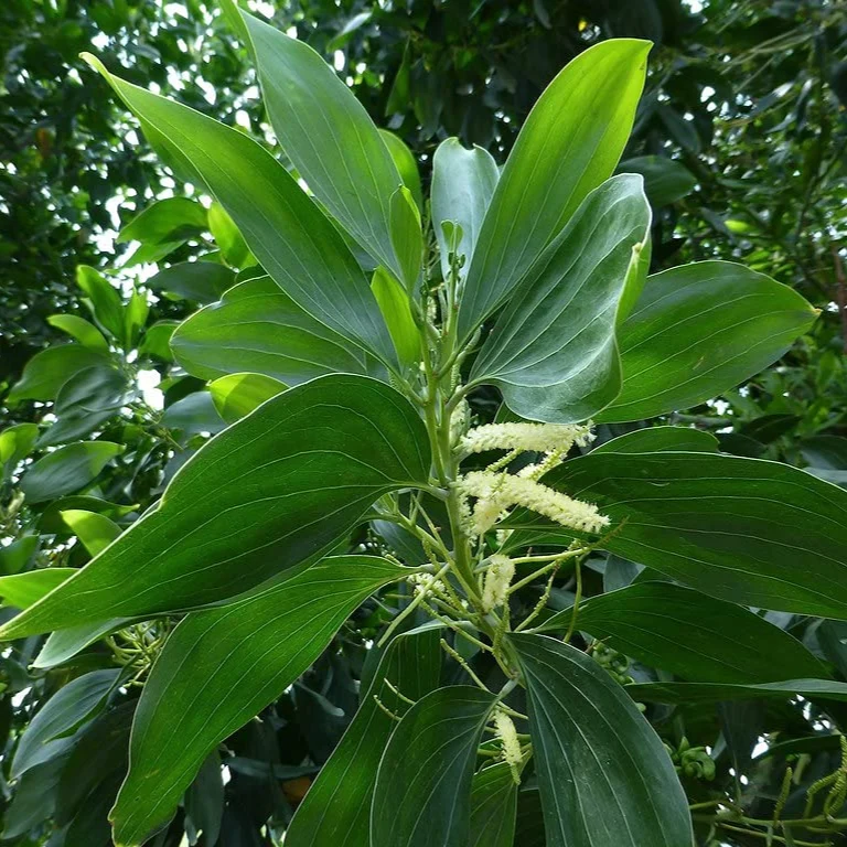 Acacia Mangium Seeds – Fast-Growing Timber Tree Variety for Sustainable Cultivation