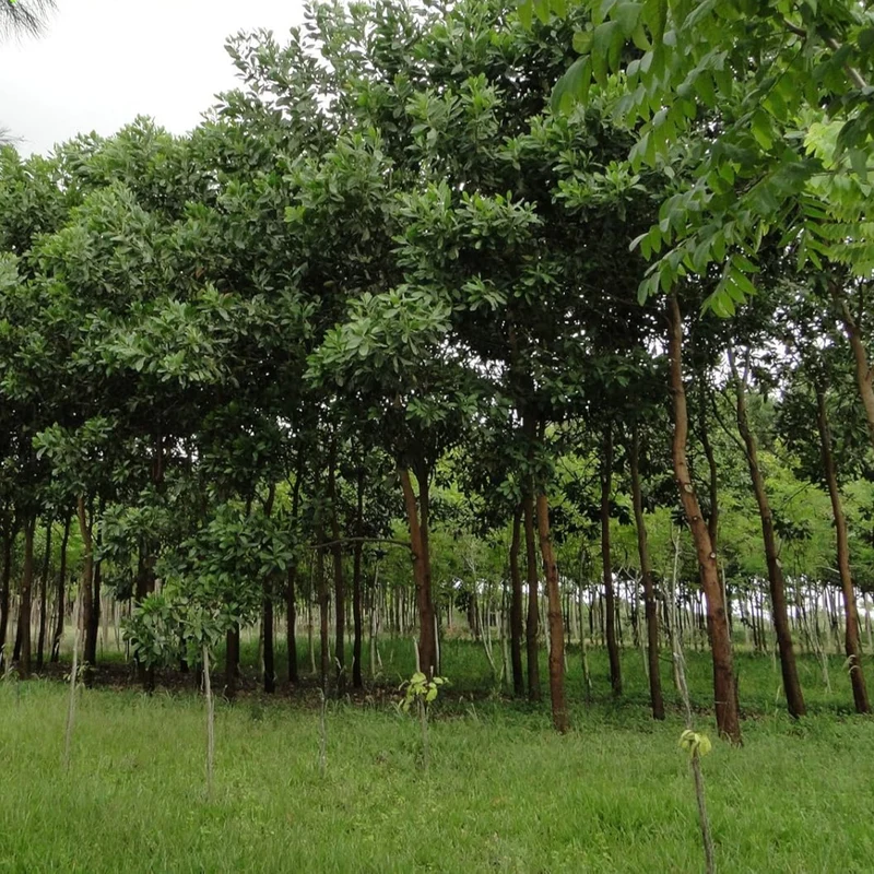 Acacia Mangium Seeds – Fast-Growing Timber Tree Variety for Sustainable Cultivation