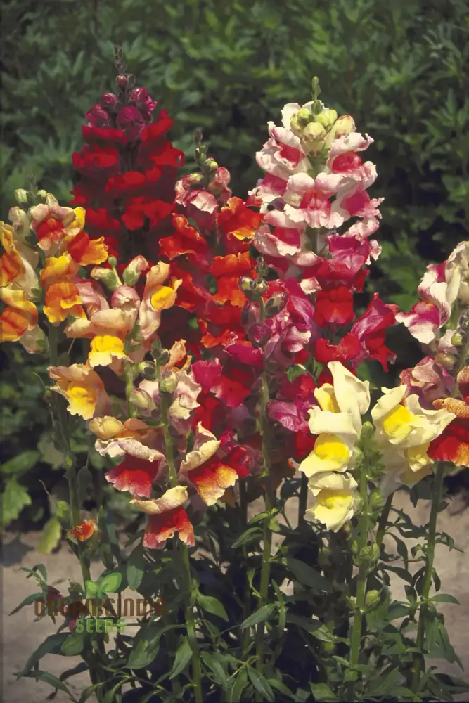 Exquisite Antirrhinum Majus 'Angel Towers' - Majestic Snapdragons for Your Garden Delight