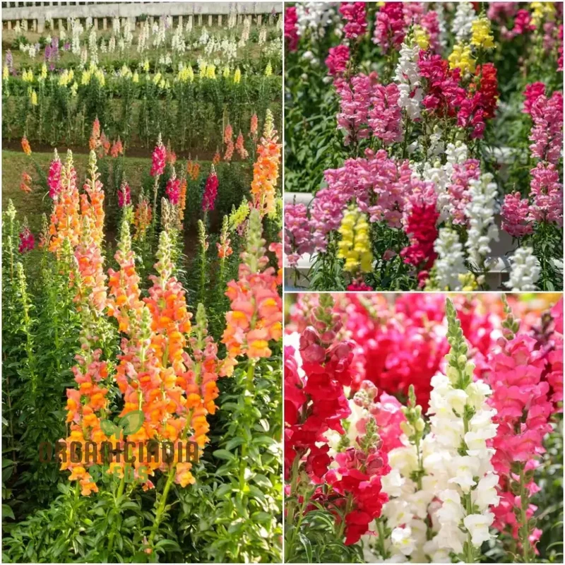 Exquisite Antirrhinum Majus 'Angel Towers' - Majestic Snapdragons for Your Garden Delight