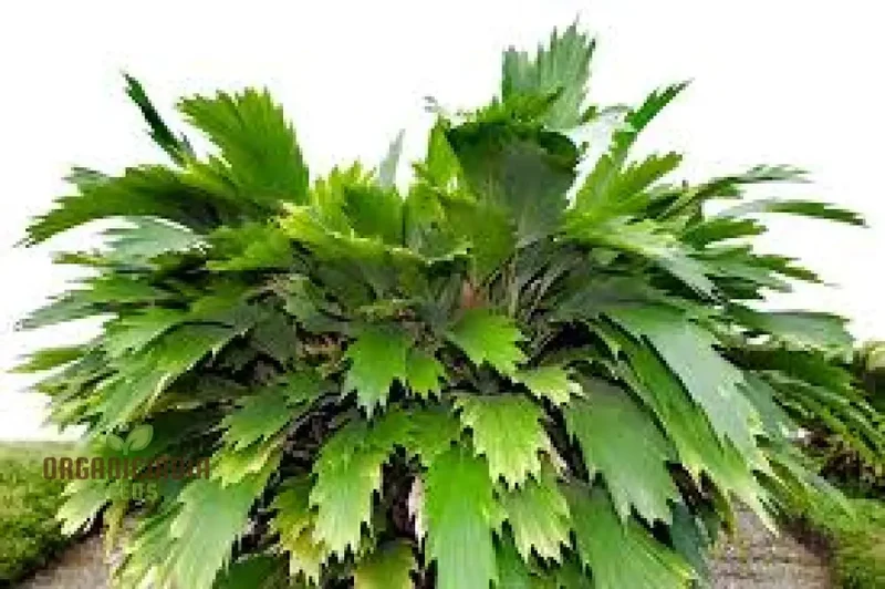 Arenga Caudata Seeds For Planting: Exquisite Gardening Delights for Discerning Enthusiasts"