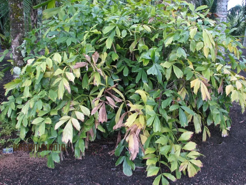 Arenga Caudata Seeds For Planting: Exquisite Gardening Delights for Discerning Enthusiasts"