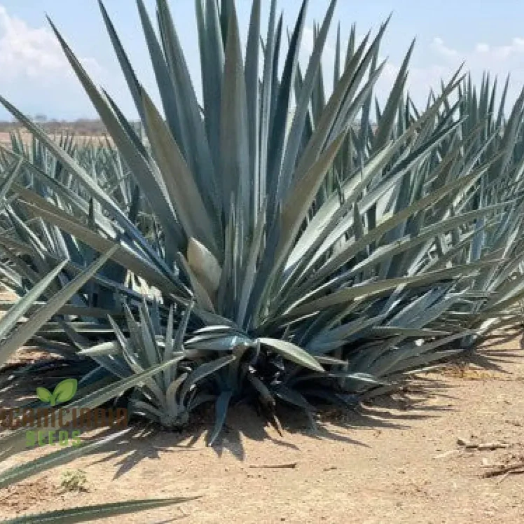 Agave Americana ‘Toliman Blue’ Seeds – Hardy, Drought-Tolerant Succulent for Garden & Landscape