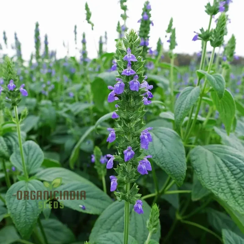 Salvia Hispanica Seeds for Gardening Enthusiasts - High Yield, Nutrient-Rich Seeds for Vibrant Gardens