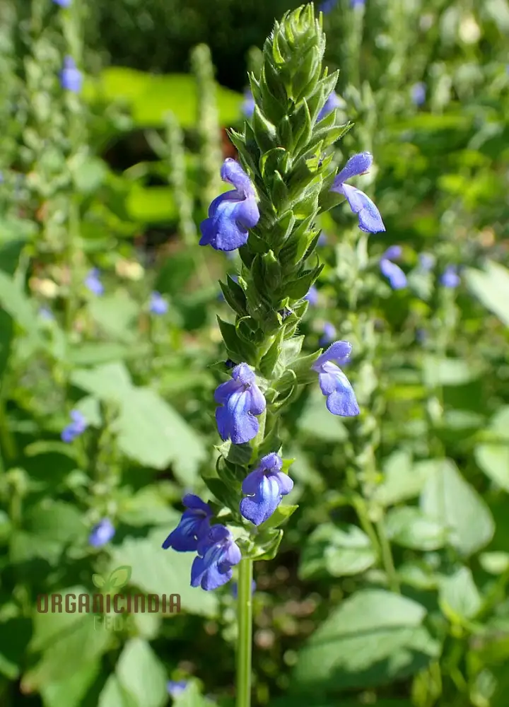 Salvia Hispanica Seeds for Gardening Enthusiasts - High Yield, Nutrient-Rich Seeds for Vibrant Gardens