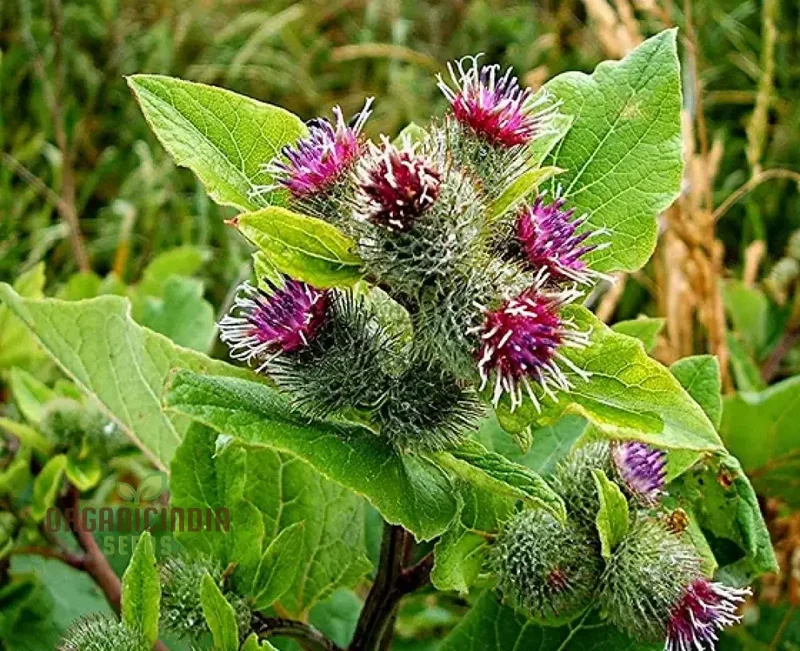 Burdock Seeds – Long-Rooted Arctium Lappa Variety for Home Gardening