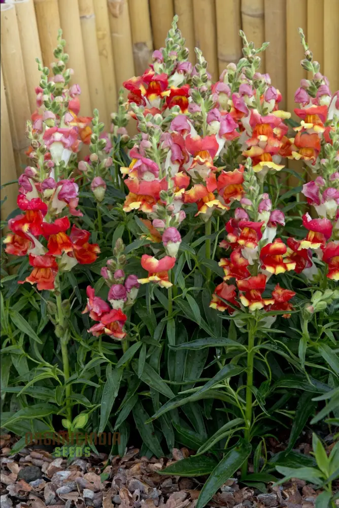Premium Antirrhinum Majus Pumilum Dwarf Mix: Vibrant Blooms for Small Spaces - Gardening Delight!