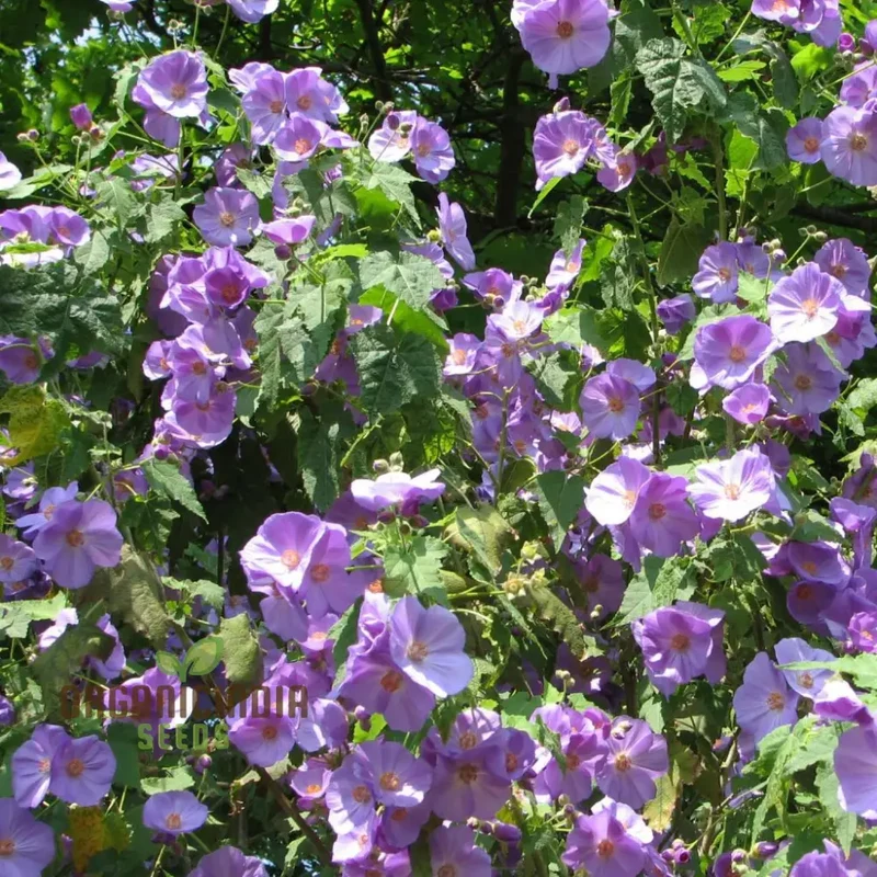 Abutilon x suntense, Add a Touch of Blue Beauty to Your Garden