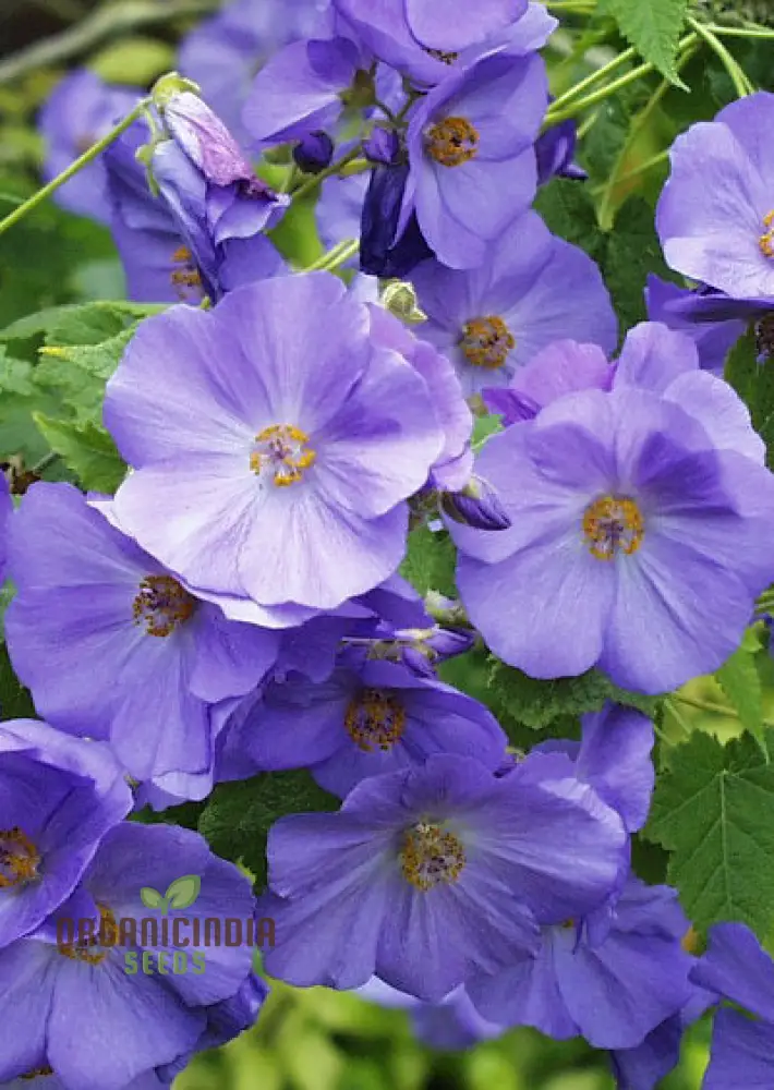 Abutilon x suntense, Add a Touch of Blue Beauty to Your Garden