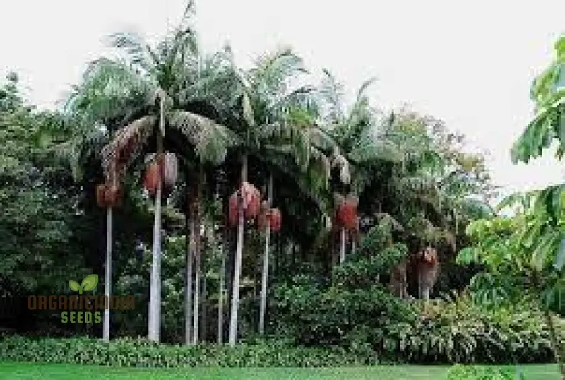 Archontophoenix Cunninghamiana Seeds For Planting: Grace Your Garden with Majestic King Palms"
