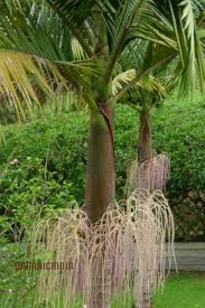 Archontophoenix Cunninghamiana Seeds For Planting: Grace Your Garden with Majestic King Palms"
