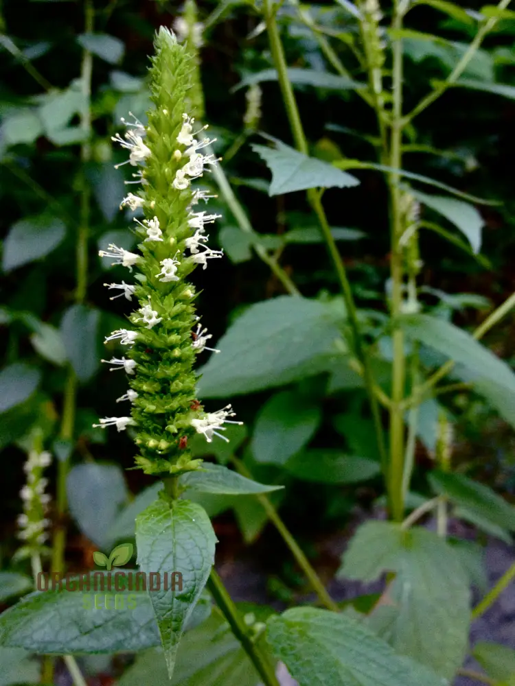 Agastache Nepetoides Flower Seeds for Planting - Grow Stunning Blooms in Your Garden