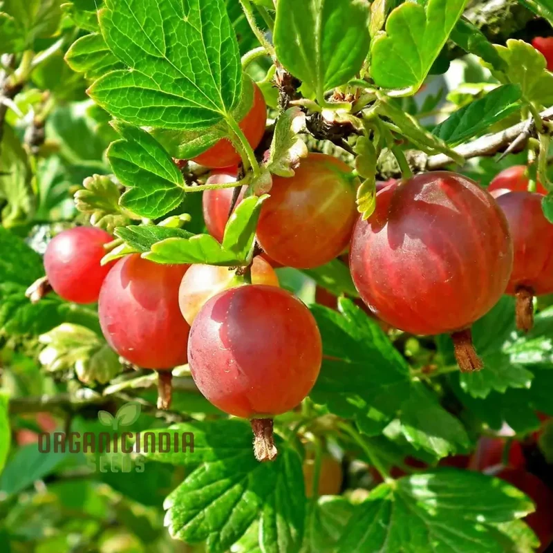 Hinnonmaki Red Gooseberries (Dessert) Seeds for Planting – Sweet Variety for Your Garden