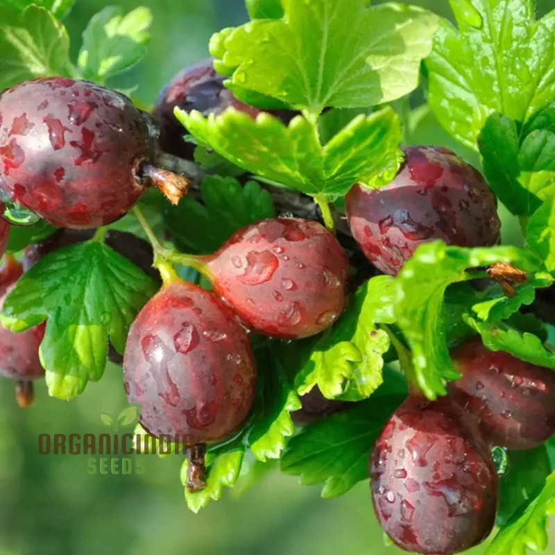 Hinnonmaki Red Gooseberries (Dessert) Seeds for Planting – Sweet Variety for Your Garden