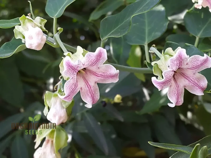Araujia Sericifera Seeds For Planting : Captivating Butterfly Vine for Your Garden Oasis - Shop Now