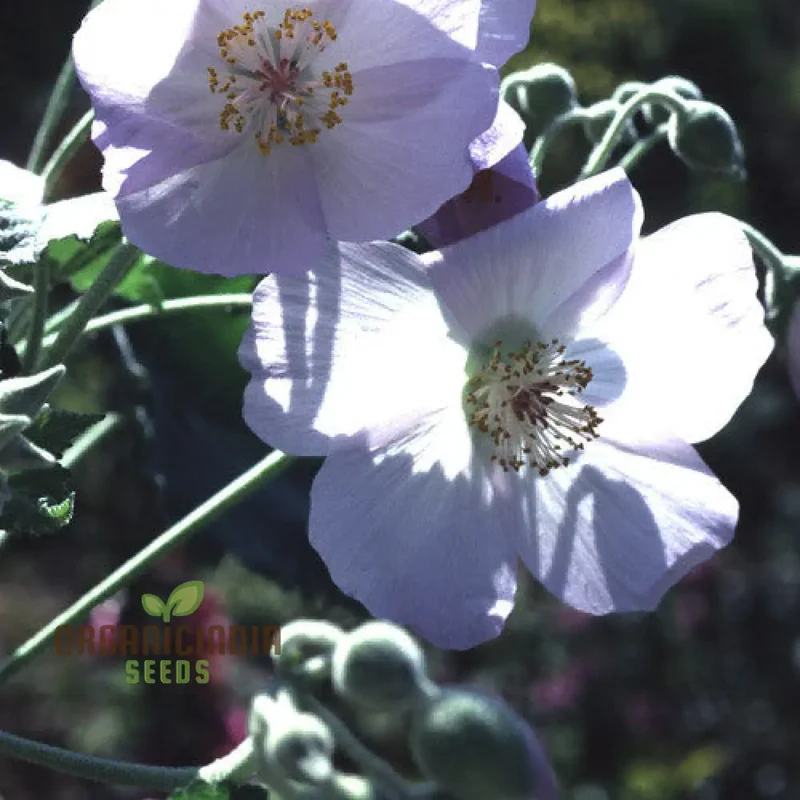 Chalk Blues Abutilon Vitifolium Seeds, Add Graceful Elegance to Your Garden