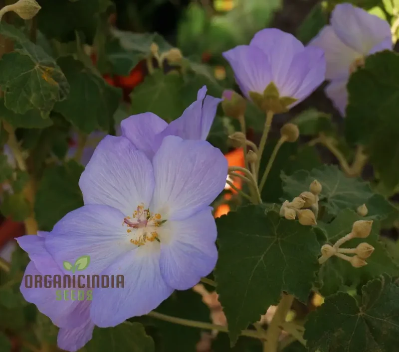 Chalk Blues Abutilon Vitifolium Seeds, Add Graceful Elegance to Your Garden