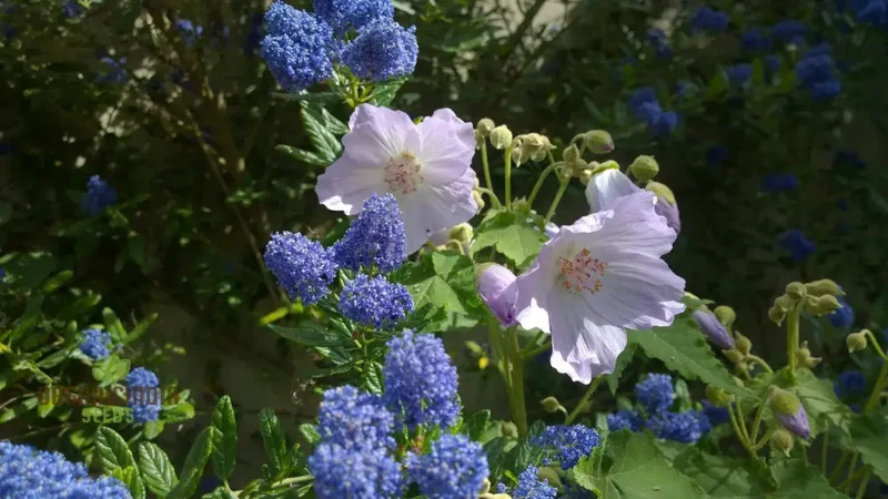Chalk Blues Abutilon Vitifolium Seeds, Add Graceful Elegance to Your Garden
