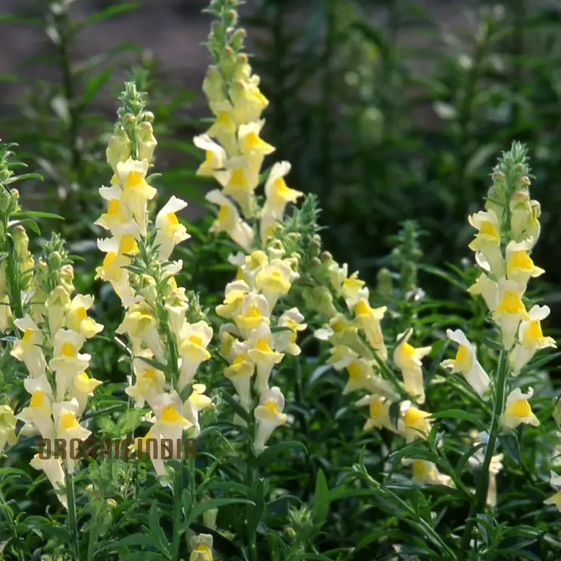 Exquisite Antirrhinum Braun-Blanquetii: Rare Snapdragon for Enthusiastic Gardeners Seeking Unique Blooms
