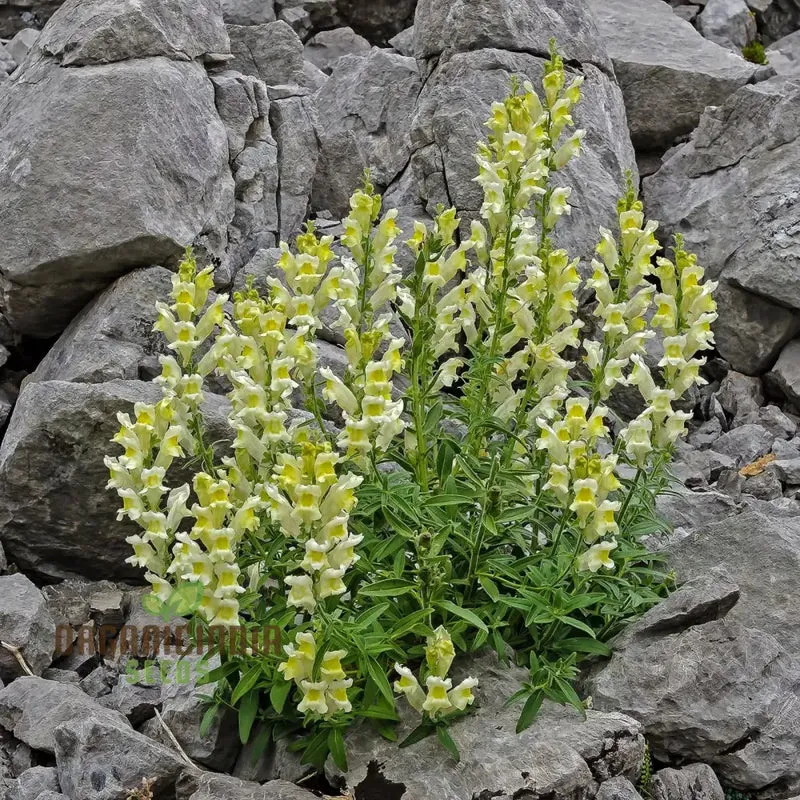 Exquisite Antirrhinum Braun-Blanquetii: Rare Snapdragon for Enthusiastic Gardeners Seeking Unique Blooms