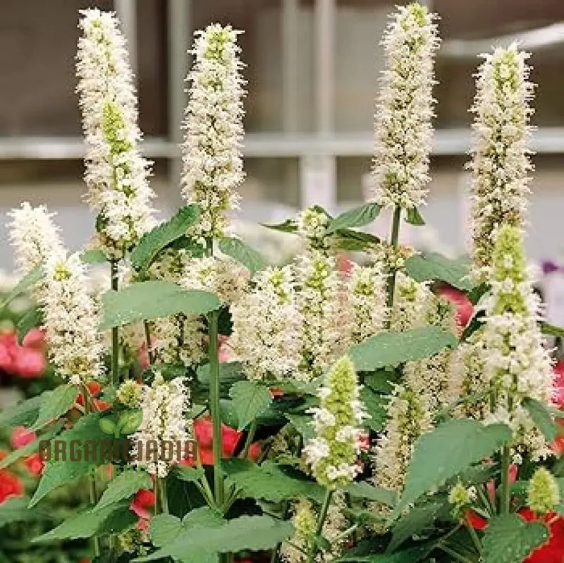 Agastache Foeniculum 'Liquorice' White Flower Seeds for Planting, Cultivate Elegant Beauty in Your Garden with Expert Planting and Gardening
