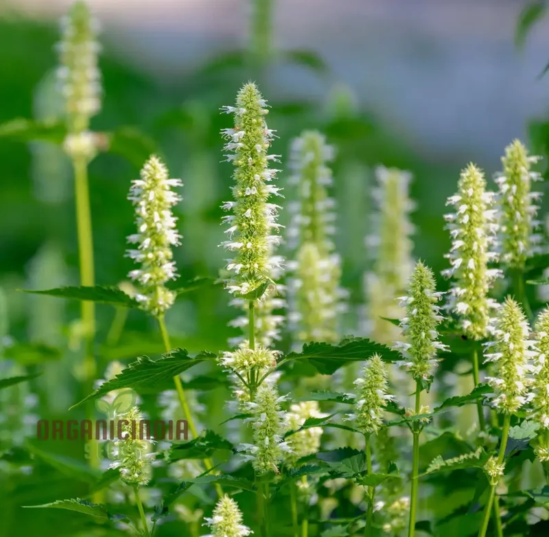 Agastache Foeniculum 'Liquorice' White Flower Seeds for Planting, Cultivate Elegant Beauty in Your Garden with Expert Planting and Gardening