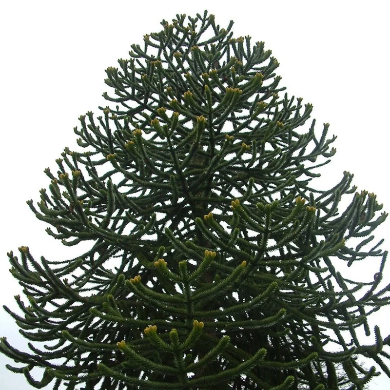 Araucaria Araucana Seeds For Planting Your Guide to Cultivating and Caring for the Iconic Monkey Puzzle Tree in Your Garden