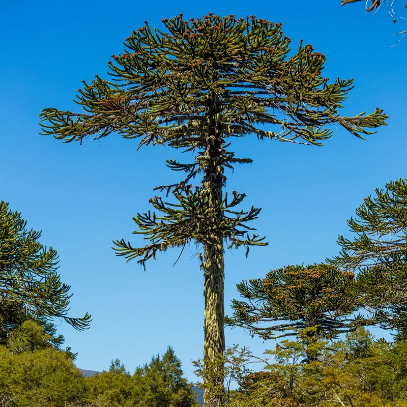 Araucaria Araucana Seeds For Planting Your Guide to Cultivating and Caring for the Iconic Monkey Puzzle Tree in Your Garden