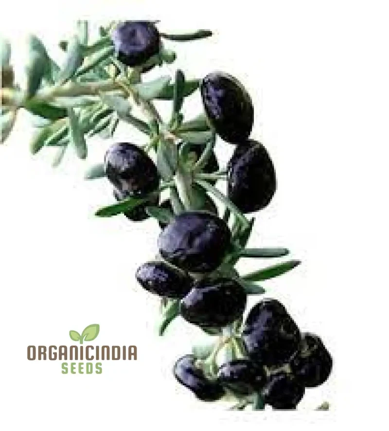 GOJI BERRY BIG BLACK Seeds for Planting - Premium Gardening Seeds for a Bountiful Harvest