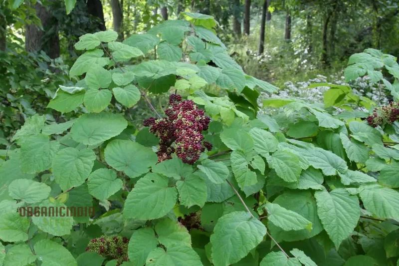 Aralia Racemosa Seeds for Planting:Enhance Your Garden with Exquisite American Spikenard!