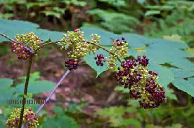 Aralia Racemosa Seeds for Planting:Enhance Your Garden with Exquisite American Spikenard!