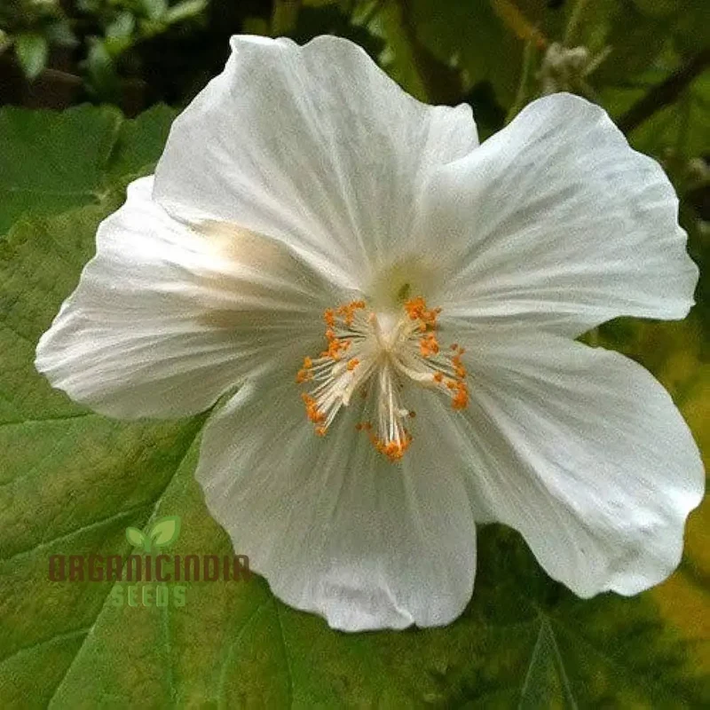 Abutilon Vitifolium Album Seeds, Elevate Your Garden with Elegant White Blossoms