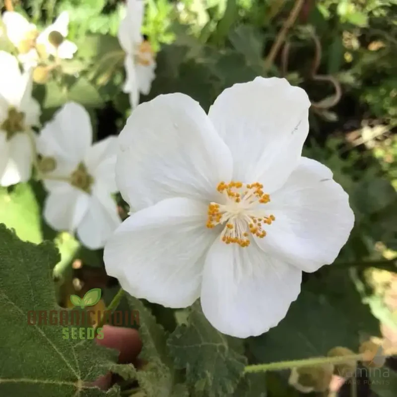 Abutilon Vitifolium Album Seeds, Elevate Your Garden with Elegant White Blossoms