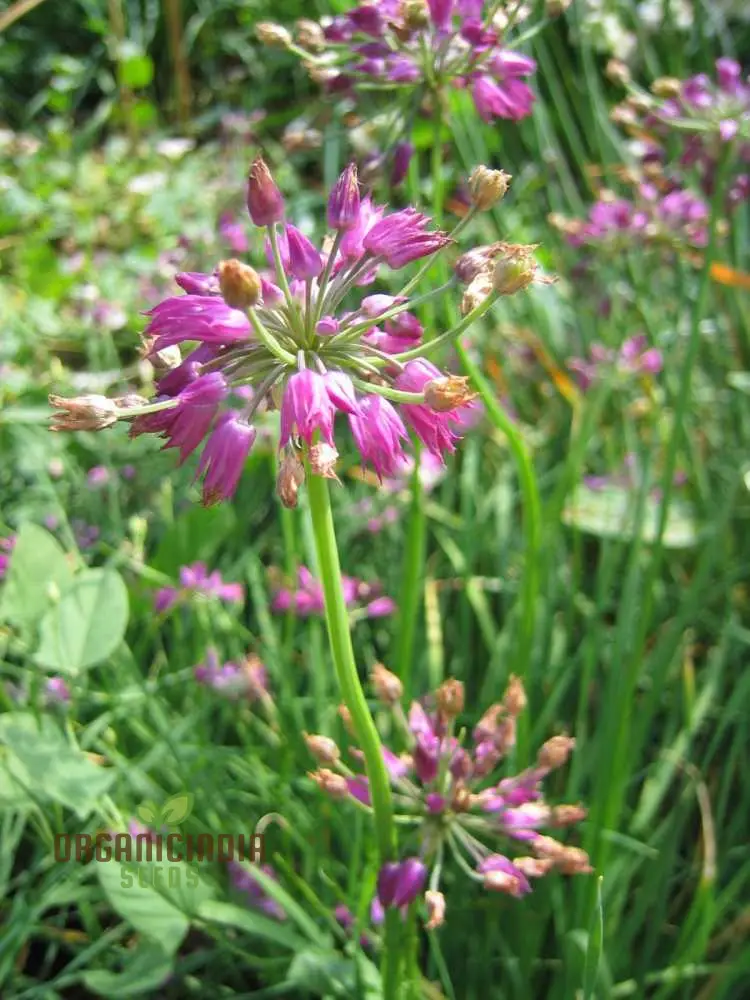 Allium Cyathophorum Var Farreri Flower Seeds for Planting, Exquisite Garden Seeds for Plant Enthusiasts