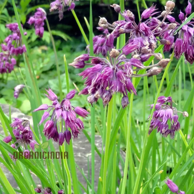 Allium Cyathophorum Var Farreri Flower Seeds for Planting, Exquisite Garden Seeds for Plant Enthusiasts