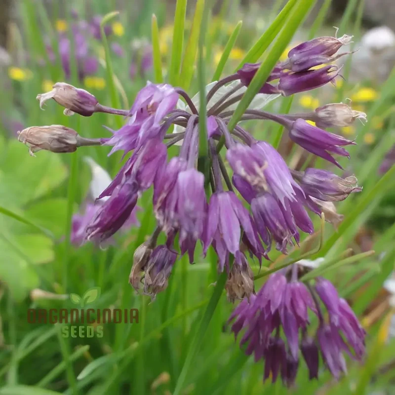 Allium Cyathophorum Var Farreri Flower Seeds for Planting, Exquisite Garden Seeds for Plant Enthusiasts