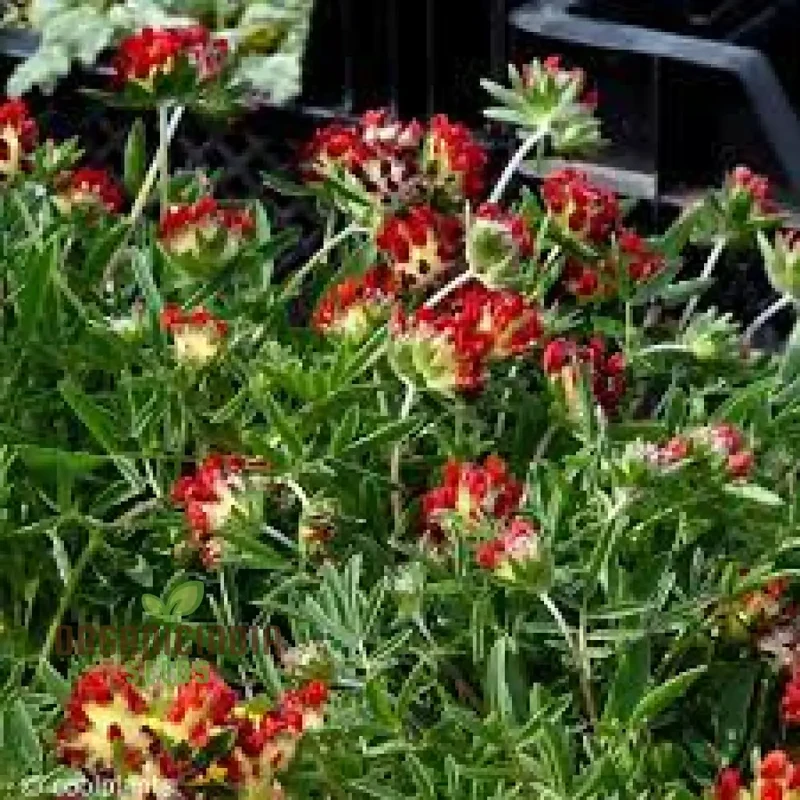 Anthyllis Vulneraria Coccinea Flower Seeds for planting: Vibrant Red Blooms for Your Garden