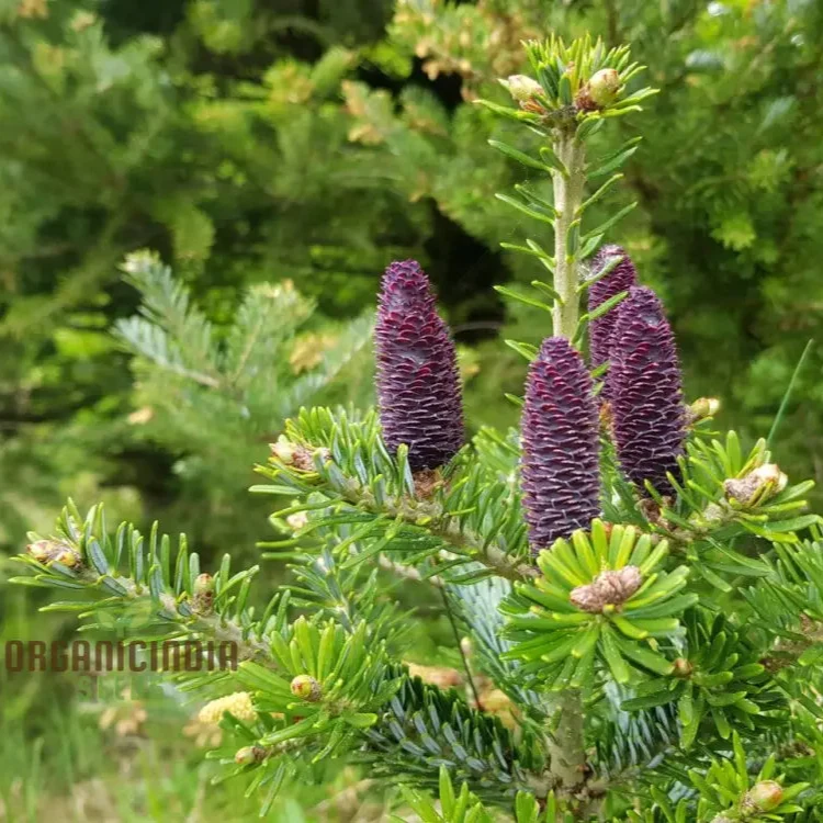 Abies Koreana Seeds, Cultivate Your Own Korean Fir Oasis