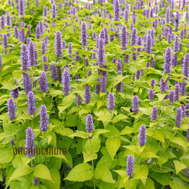 Agastache Foeniculum 'Golden Jubilee' Flower Seeds, Elevate Your Garden with Vibrant Blooms Using Expert Planting and Gardening Techniques