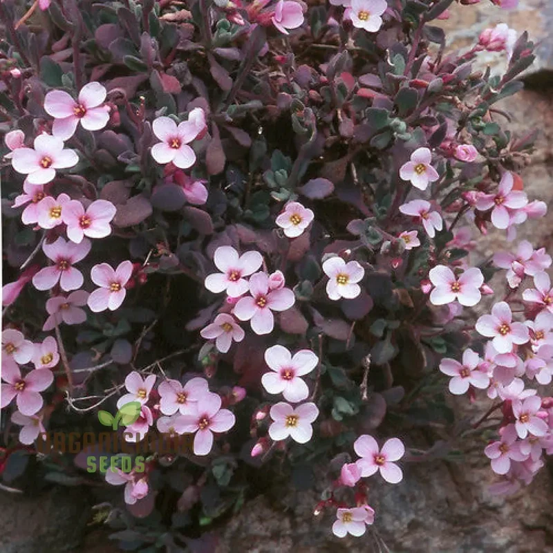 Arabis Purpurea Flower seedsFor Planting: Exquisite Purple Rock Cress for Your Enchanting Garden