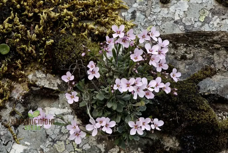 Arabis Purpurea Flower seedsFor Planting: Exquisite Purple Rock Cress for Your Enchanting Garden