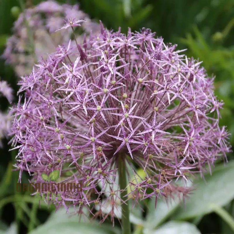 Allium Christophii Flower Seeds for Planting, Exquisite Blooms for Garden Enthusiasts, Premium Quality Garden Seeds
