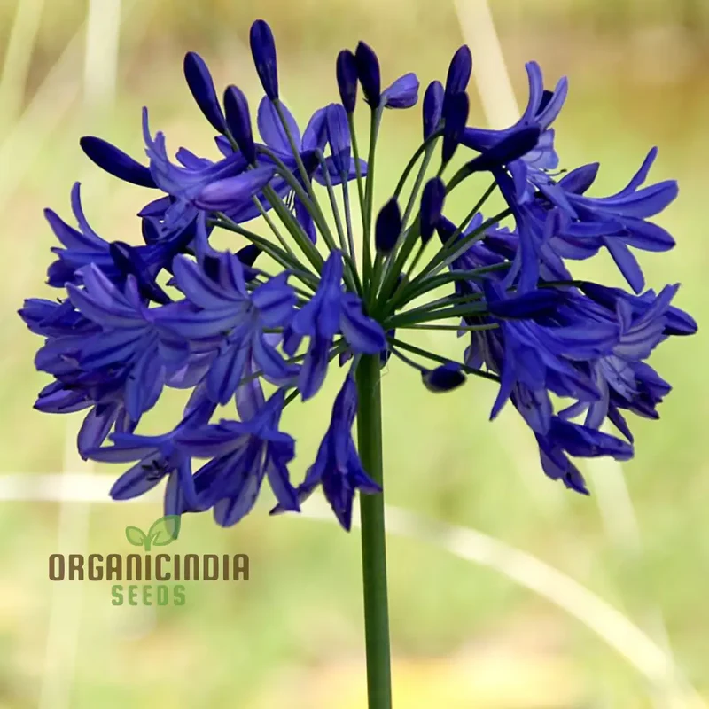 Agapanthus Sunfield Seeds – Premium Tall Bloom Variety for Stunning Garden Displays