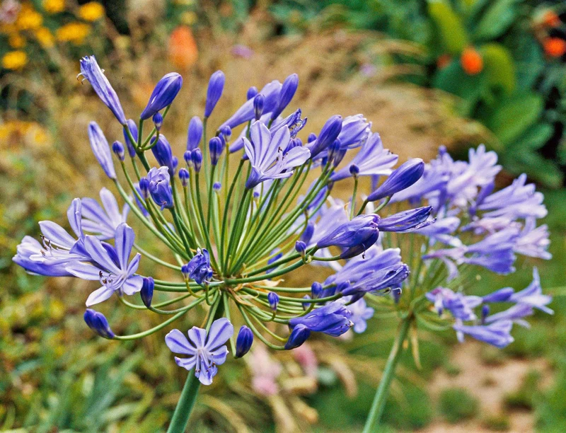 Agapanthus Sunfield Seeds – Premium Tall Bloom Variety for Stunning Garden Displays