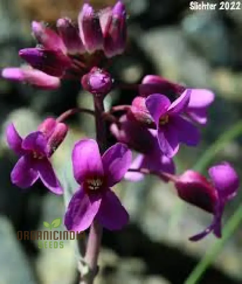 Arabis Koehleri Seeds For Planting: Exquisite Alpine Beauty for Your Garden - Discover Rare and Hardy Perennials!